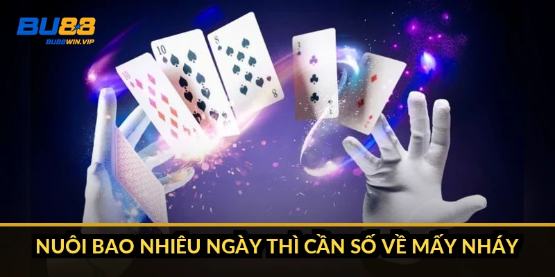 Nuôi bao nhiêu ngày thì cần số về mấy nháy?